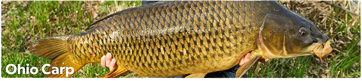 Ohio Carp Fly Fishing Guide Services Mad River Outfitters